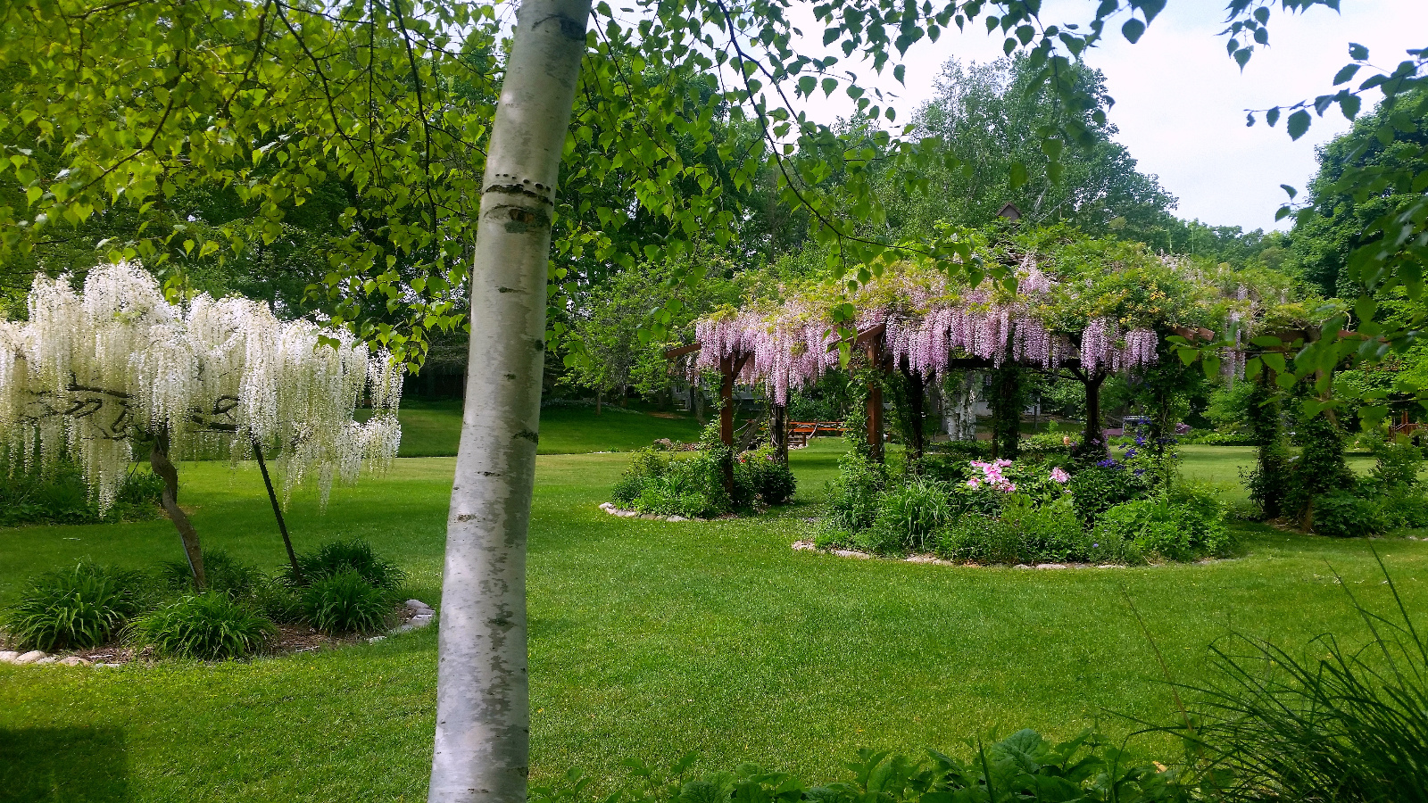 WISTERIA IN BLOOM ATOP FLOWERING GAZEBO; TREE PEONY AND CLEMATIS IN BLOOM INSIDE FLOWERBEDS; WHITE TREE WISTERIA IN BLOOM